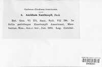 Aecidium xanthoxyli image